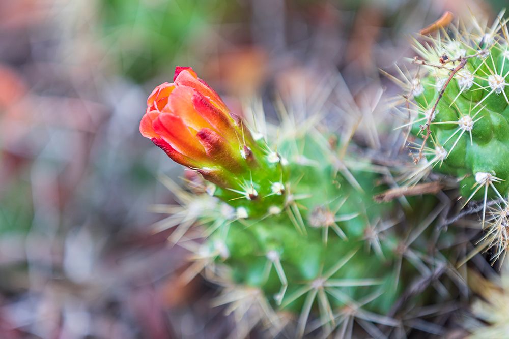 Castroville-Texas-USA-Prickly pear flower in the Texas Hill Country